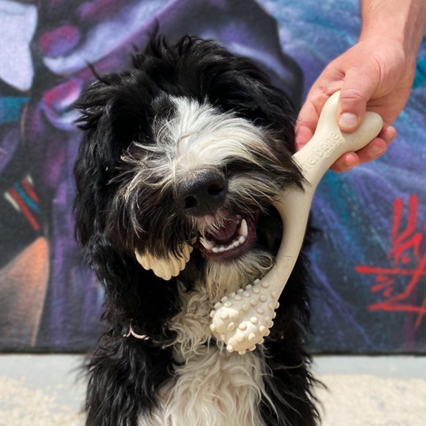 BetterBone SOFT Density-All-Natural, Perfect for teething Puppies, Older dogs, LIGHT chewers by BetterBone All Natural Eco-Friendly Dog Chews & Bones