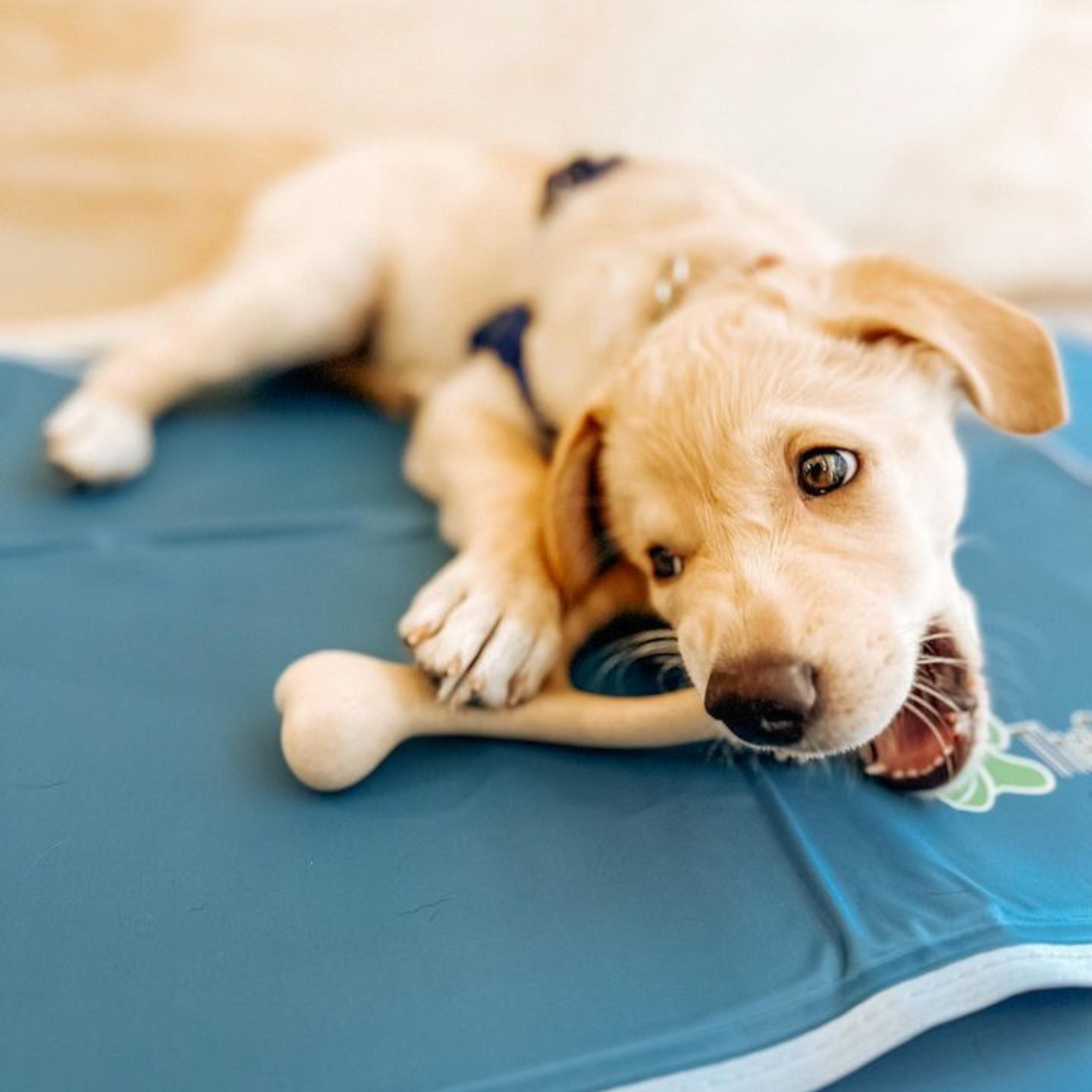 BetterBone SOFT Density-All-Natural, Perfect for teething Puppies, Older dogs, LIGHT chewers by BetterBone All Natural Eco-Friendly Dog Chews & Bones