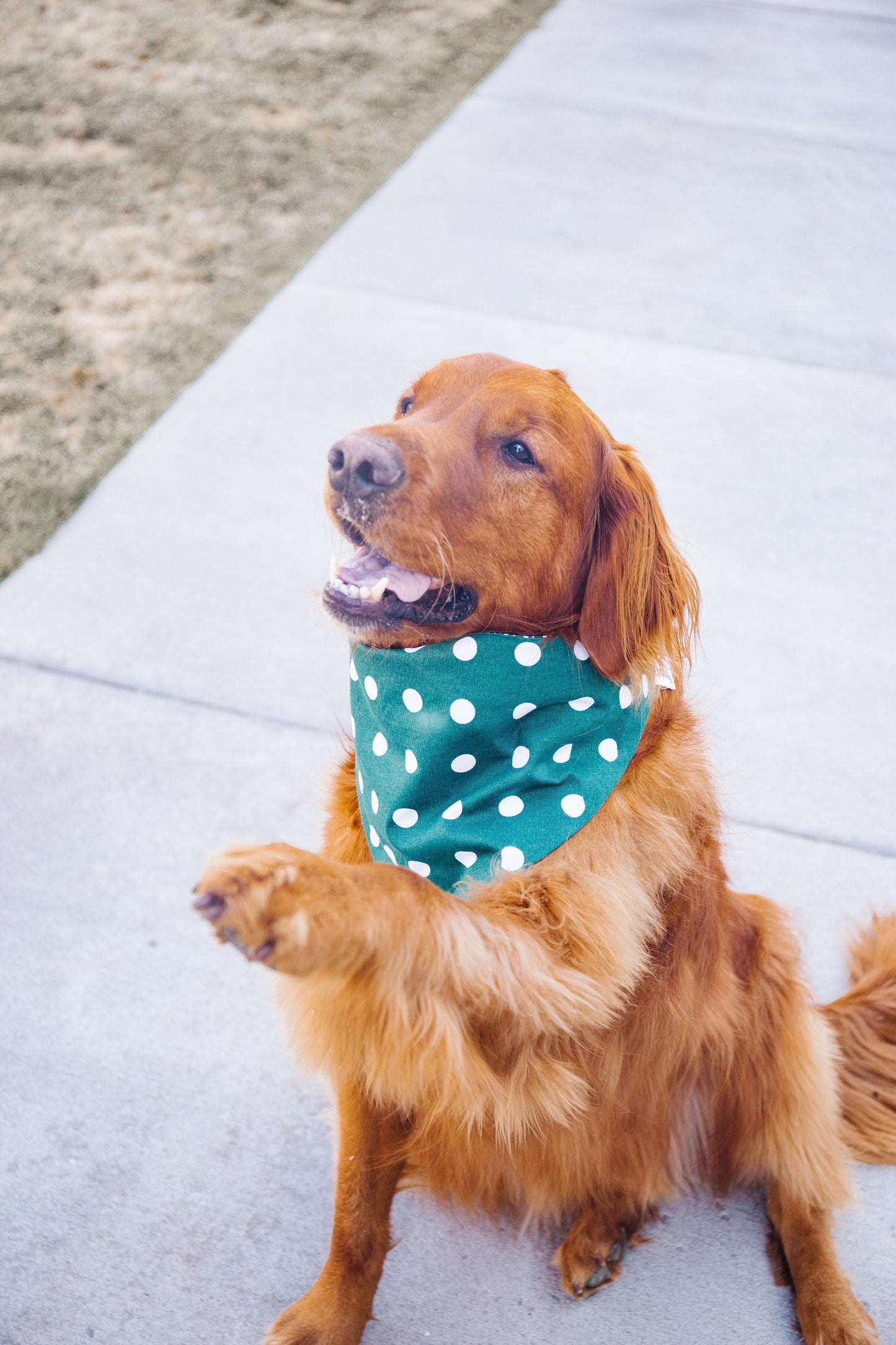 Dark Green Houndstooth Reversible Dog Bandana by Uptown Pups