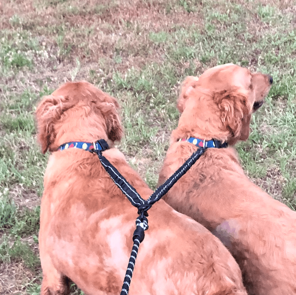 Dual Bungee Leash Add-On by Threaded Pear