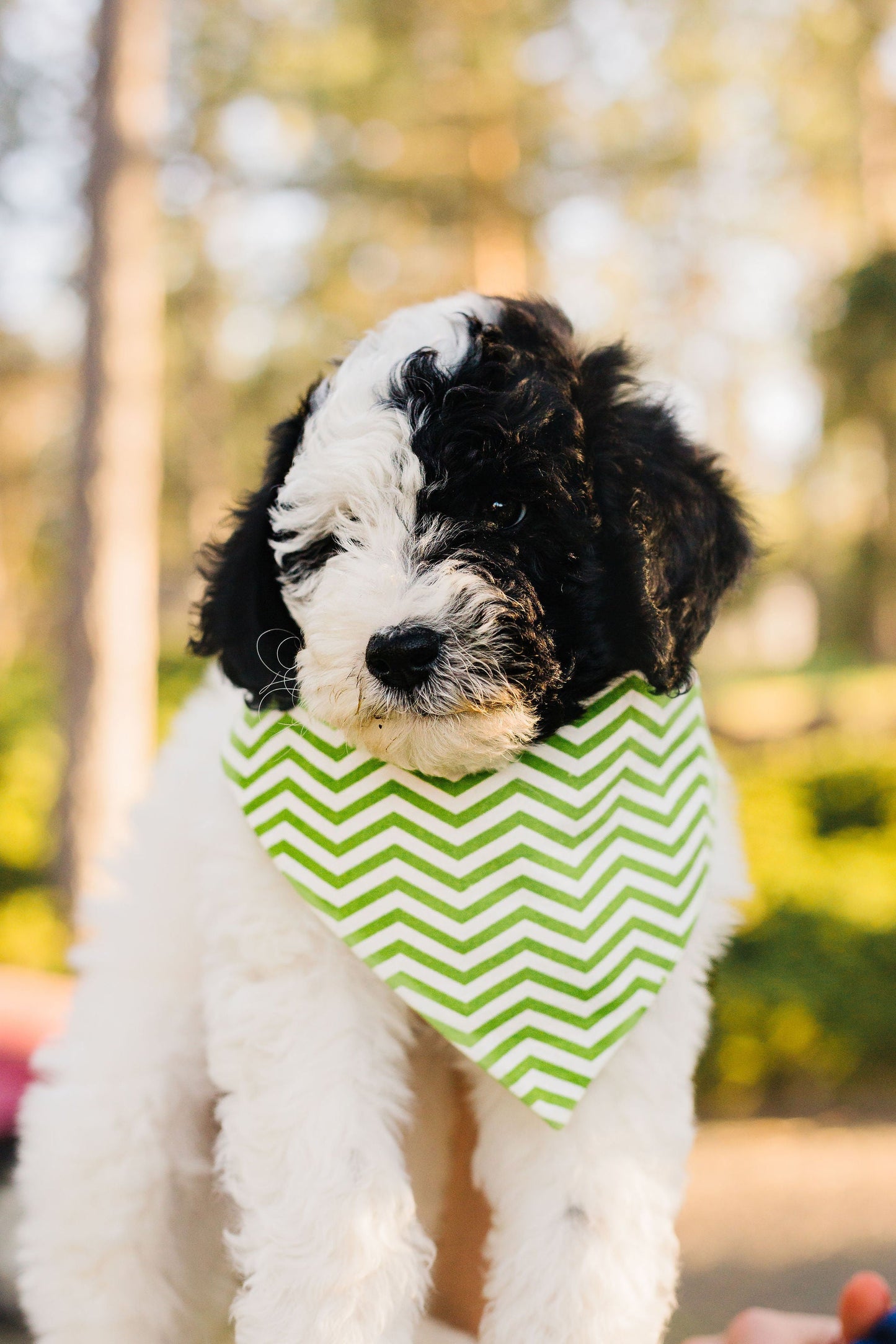 Lime Green Chevron Reversible Dog Bandana by Uptown Pups