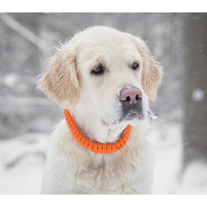 Touch of Leather Dog Collar - Pumpkin by Molly And Stitch US